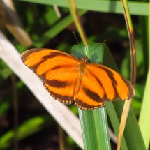 Orange-black butterfly